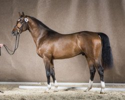 stallion Cool Crack (Westphalian, 2014, from Cornado NRW)