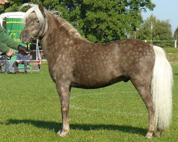 stallion Janko v.Schedetal (German Classic Pony, 2001, from Jacob's Kroenung)