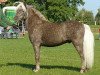 stallion Janko v.Schedetal (German Classic Pony, 2001, from Jacob's Kroenung)