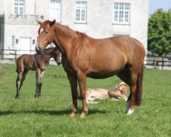 Zuchtstute Fair Lady B (Irish Sport Horse, 2006, von O-Piloth)