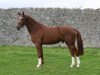 stallion Calikot Hero (Belgium Sporthorse, 2008, from Ogano Sitte)