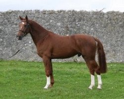 stallion Calikot Hero (Belgium Sporthorse, 2008, from Ogano Sitte)