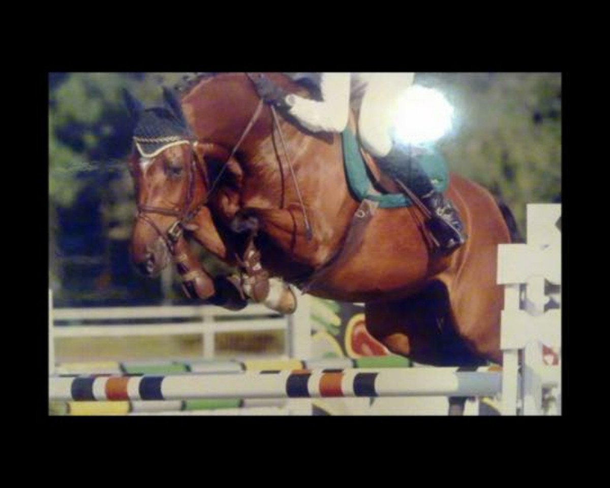 broodmare Reppers Di Light (Holsteiner, 2001, from Acorado I)