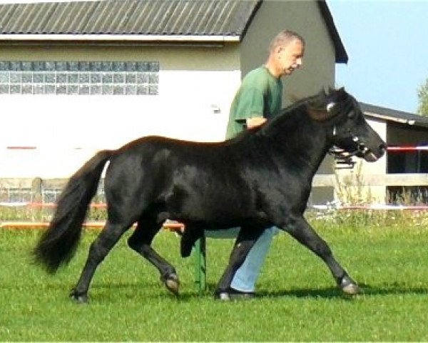 stallion Janosch vom Schedetal (Dt.Part-bred Shetland pony, 1988, from Jossy)