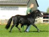 stallion Janosch vom Schedetal (Dt.Part-bred Shetland pony, 1988, from Jossy)