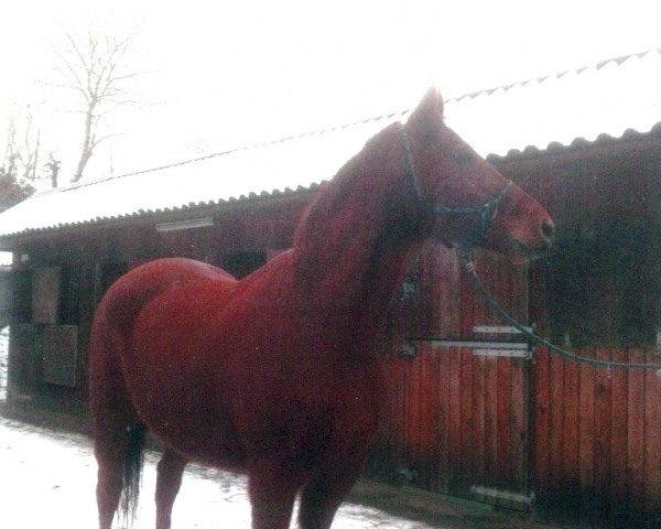 horse Welano (Hanoverian, 2003, from Welser)