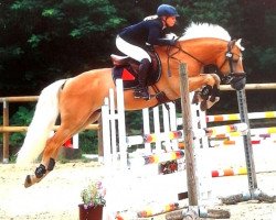 stallion Nimbus Olé (Haflinger, 2014, from Nostalgie)