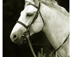 stallion Carolus I 128 G Wl POL (Polish Warmblood, 1995, from Carolus I)