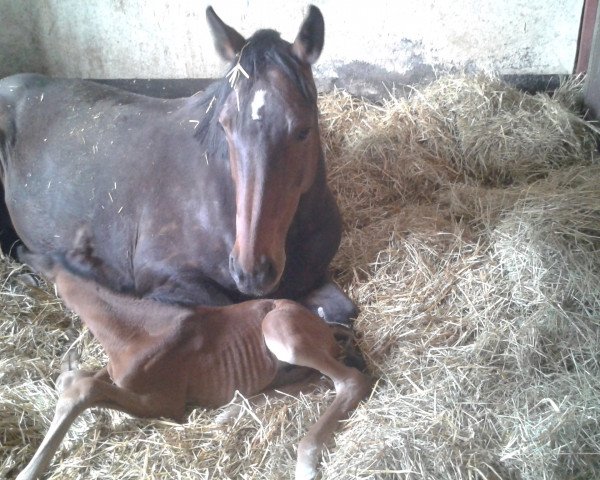 broodmare Zantana 6 (Oldenburg, 2005, from Carry Gold)