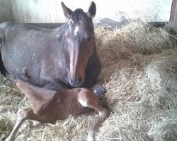 broodmare Zantana 6 (Oldenburg, 2005, from Carry Gold)