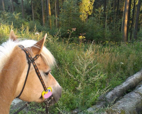 horse Wilma (Haflinger, 2001, from Winterstar)