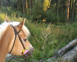 Pferd Wilma (Haflinger, 2001, von Winterstar)