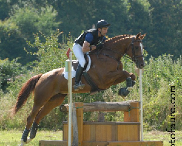 horse Omael de Brout (Selle Français, 2002, from Tarzan de Beaulieu)