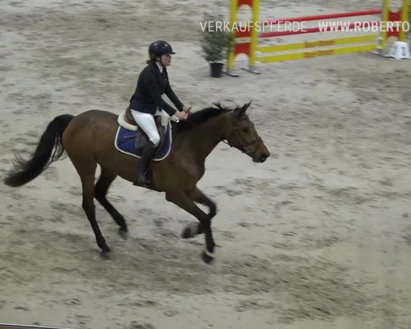 Reitturnier Dielsdorf, Horsepark Masters 2019