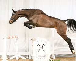 jumper Queen Mary (Hanoverian, 2012, from FRH Quaid)