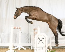 jumper Cola Korn 3 (Hanoverian, 2012, from Carenzo)