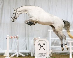 jumper Glamour Girl (Hanoverian, 2012, from Grey Top)