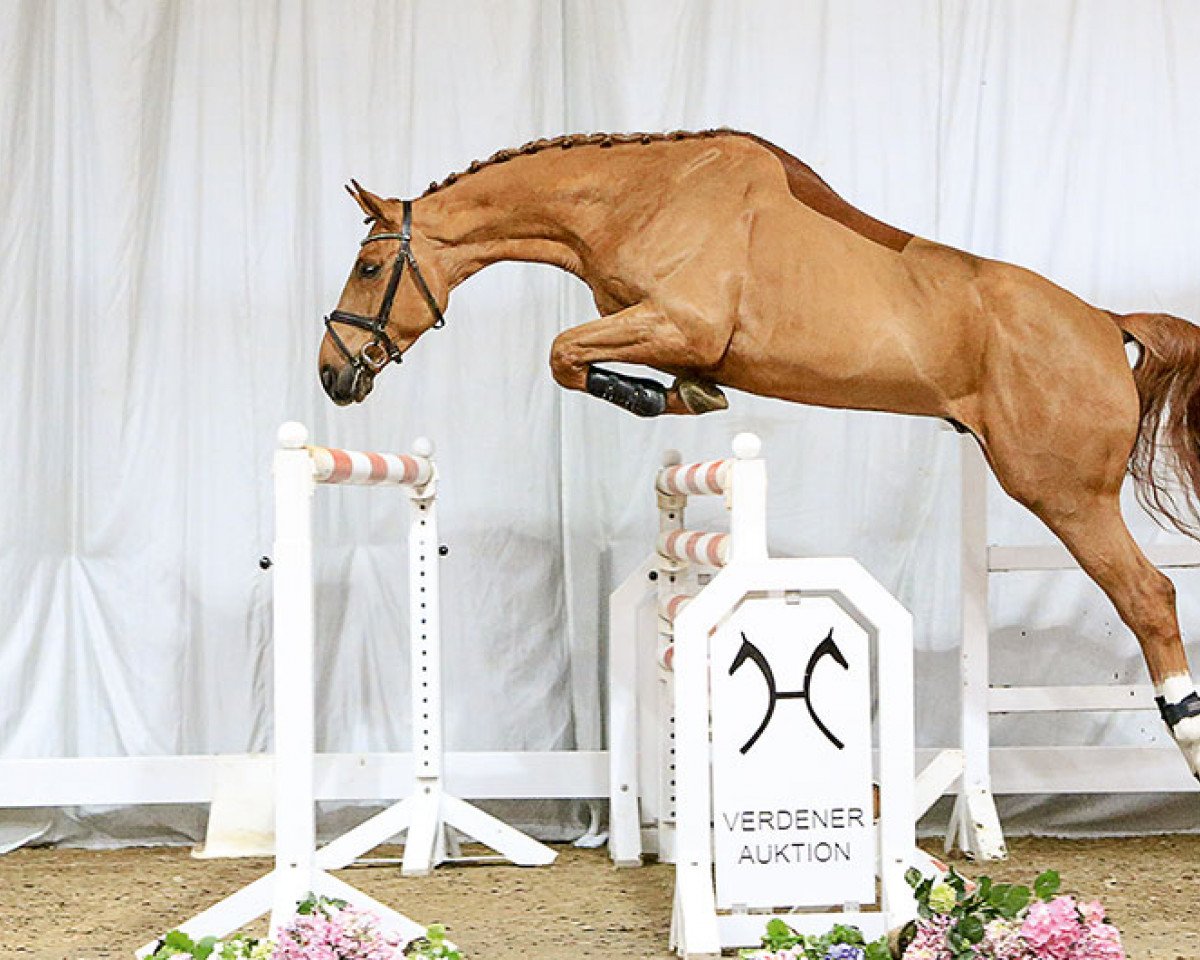 stallion Volltreffer (Hanoverian, 2012, from Vesuv 35)