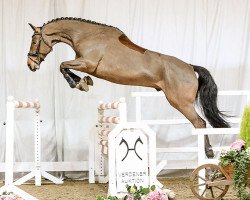 jumper Cayden (Hanoverian, 2012, from Champion For Pleasure)