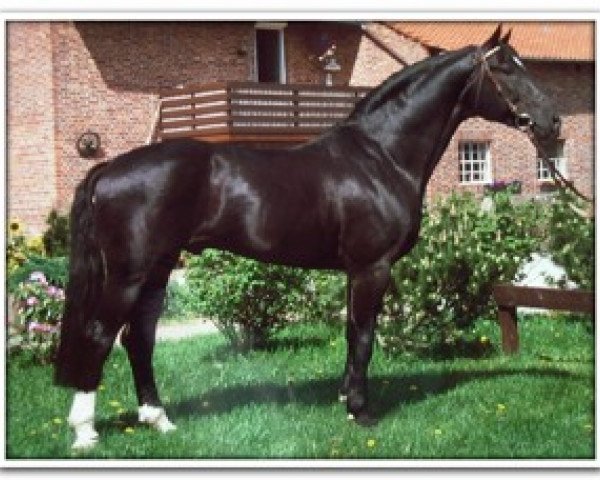 stallion Escudo I (Hanoverian, 1991, from Espri)