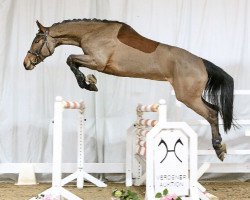 jumper Carlotta (Hanoverian, 2013, from Canstakko)