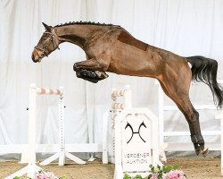 jumper Qwircle (Hanoverian, 2013, from FRH Quaid)