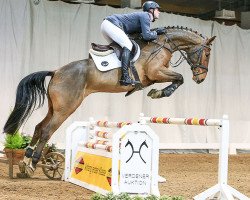 jumper Galupy (Hanoverian, 2011, from Graf Top)