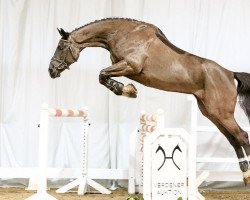 jumper Eva (Hanoverian, 2010, from Embassy I)