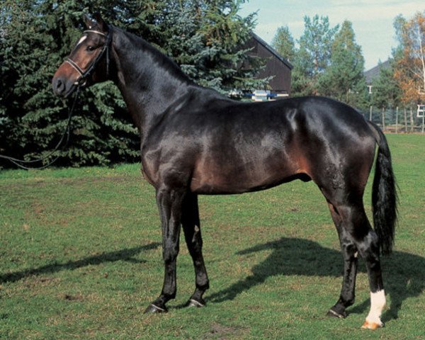 stallion Embassy I (Hanoverian, 1997, from Escudo I)