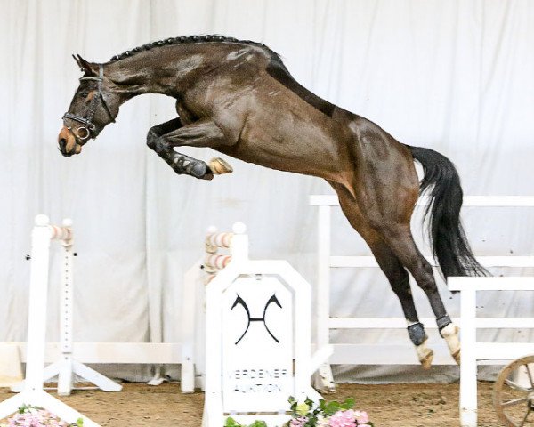 broodmare Elektra (Hanoverian, 2012, from Embassy I)