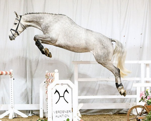 broodmare Luzie (Hanoverian, 2011, from Lamberk)