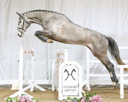 jumper Grandessa (Hanoverian, 2012, from Grey Top)