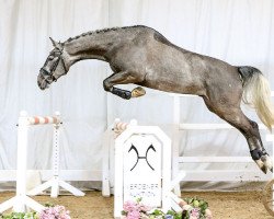 jumper Santinas (Hanoverian, 2012, from Stakkato)