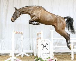 jumper Monalisa 40 (Hanoverian, 2012, from Stolzenberg)