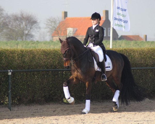 dressage horse Pay Back Tp (Swedish Warmblood, 2000, from Come Back II)