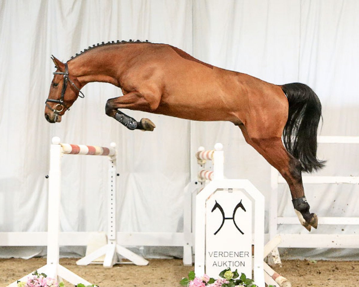 jumper Keatingstown Quite Chacco (Hanoverian, 2013, from FRH Quaid)