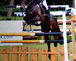 jumper Laeticia 16 (German Sport Horse, 2004, from Levisto Z)