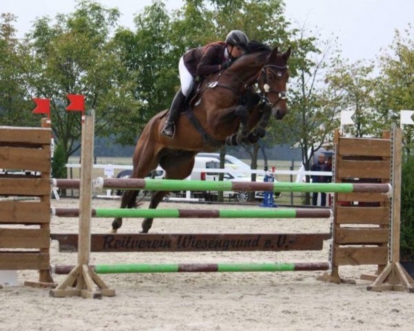 jumper Criffindo (German Sport Horse, 2009, from Criffindor)