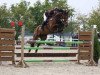 jumper Criffindo (German Sport Horse, 2009, from Criffindor)