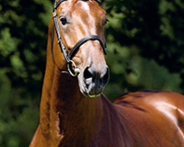 stallion L'Esprit (Dutch Warmblood, 2003, from Lupicor)