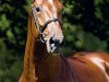stallion L'Esprit (KWPN (Royal Dutch Sporthorse), 2003, from Lupicor)