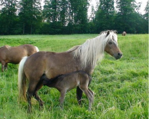 Zuchtstute Aischa von Clus (Dt.Part-bred Shetland Pony, 1995, von Jappelu)