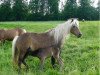 broodmare Aischa von Clus (Dt.Part-bred Shetland pony, 1995, from Jappelu)