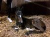 dressage horse Fienchen (Hanoverian, 2017, from For Dance)