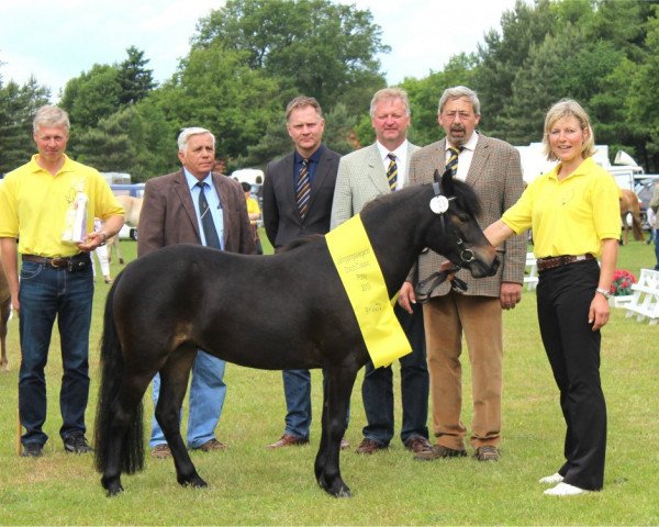 broodmare Alischia von Clus (German Classic Pony, 2010, from KC Coyne Connection)