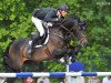 jumper Domingo (Belgian Warmblood, 2003, from Thunder van de Zuuthoeve)