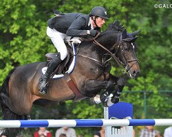 Springpferd Domingo (Belgisches Warmblut, 2003, von Thunder van de Zuuthoeve)