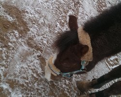 Zuchtstute Claudia (Welsh Pony (Sek.B), 1993, von Corado)