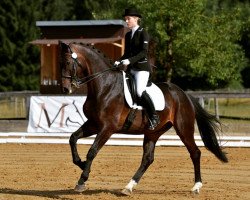 dressage horse Di Sandro OLD (Oldenburg, 2003, from De Niro)