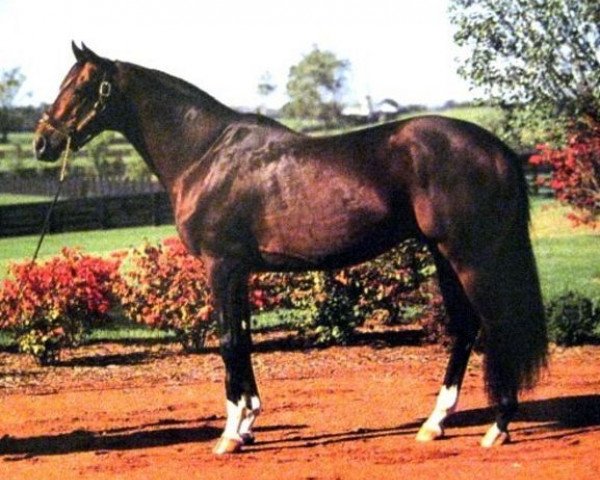stallion Saratoga Six xx (Thoroughbred, 1982, from Alydar xx)